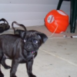 Brand new puppy Mr. Puggles looking more like a black cat than a Pug.